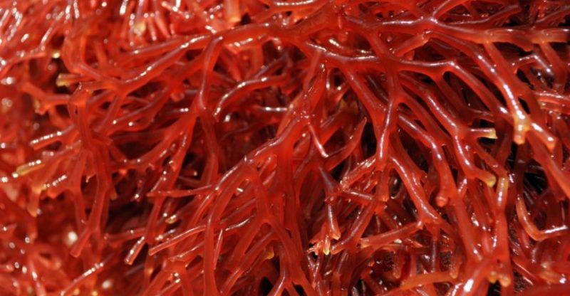 carrageenan red algae