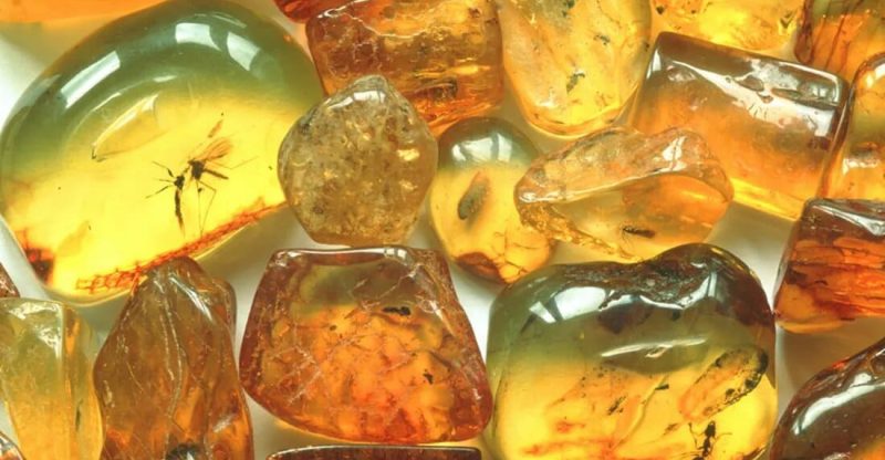 succinic acid in amber