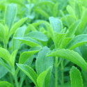 What are Steviol glycosides (E960) in Stevia leaf? Types, Uses and Safety